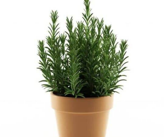 Cómo plantar y cuidar tu propia planta de romero en casa.