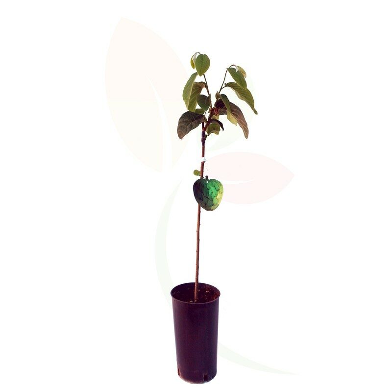 ▷ Cómo plantar chirimoya en maceta y cultivar tu propio árbol frutal