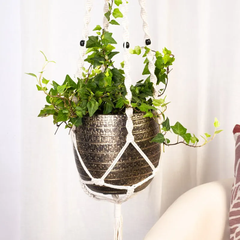 ¿Cómo plantar hiedra en maceta y decorar tus espacios interiores?