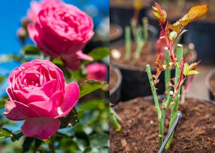 ▷ Cómo plantar esquejes de rosas en papas y lograr una hermosa floración