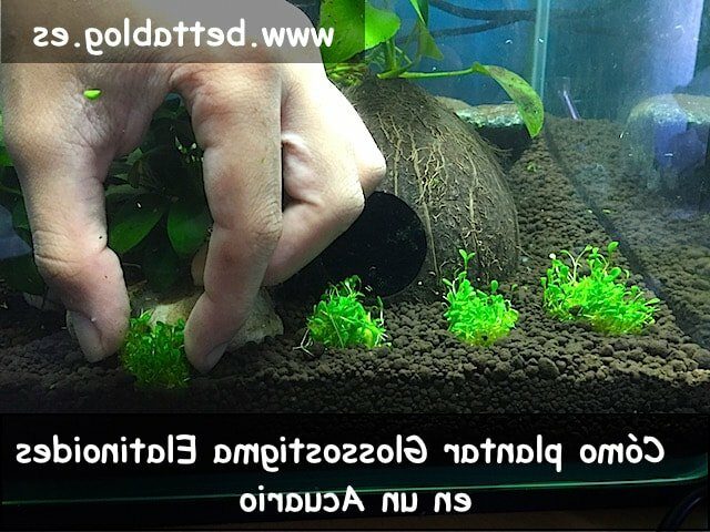 ▷ Guía completa para sembrar y cuidar Glossostigma en tu acuario