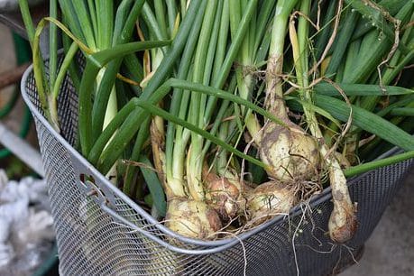 guía práctica sobre cómo plantar y cultivar cebolla en casa