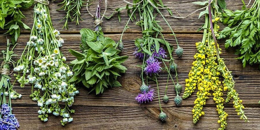 Cómo plantar y cuidar tus propias hierbas medicinales en casa.