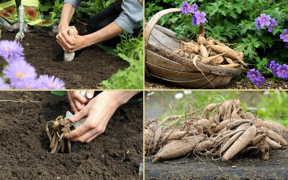 ▷ Cómo plantar dalias y llenar tu jardín de hermosos colores