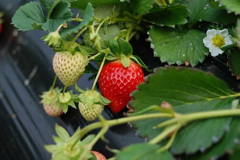 ▷ Cómo plantar fresas paso a paso en macetas para tener una cosecha en casa