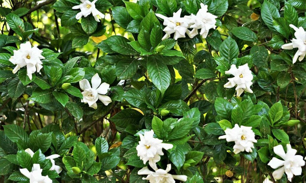▷ Cómo plantar gardenia y tener un jardín perfumado todo el año
