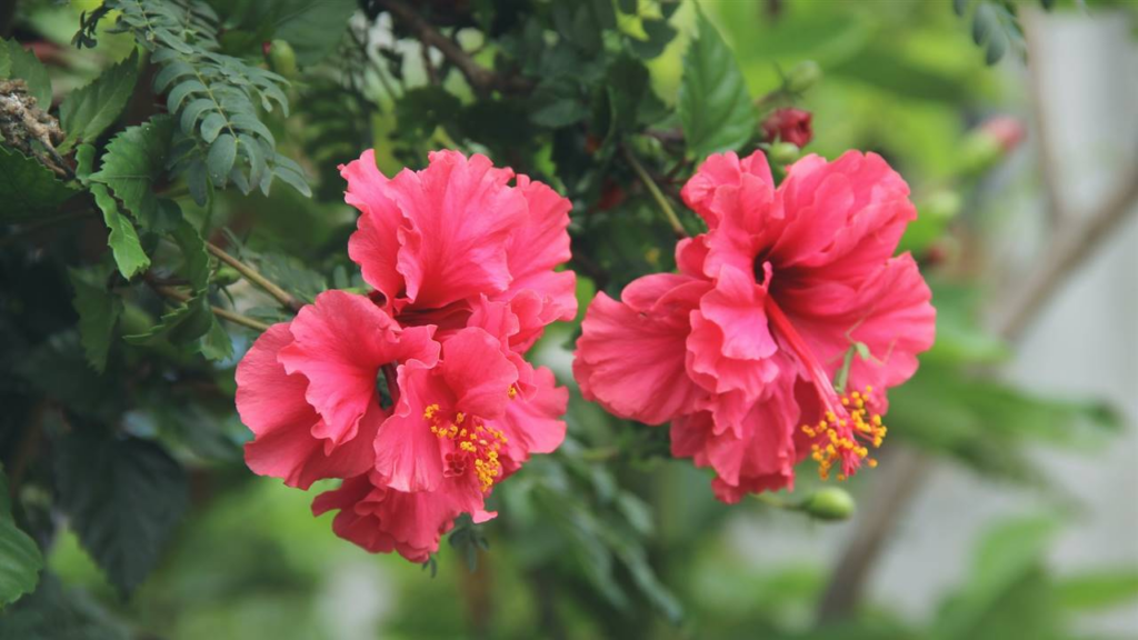 Flor de Hibisco: Belleza, Beneficios y Cómo Cultivar esta Planta Tropical en tu Jardín