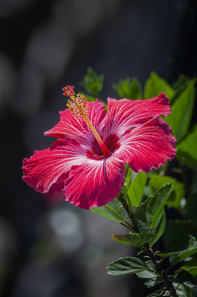 Flor de Hibisco: Belleza, Beneficios y Cómo Cultivar esta Planta Tropical en tu Jardín