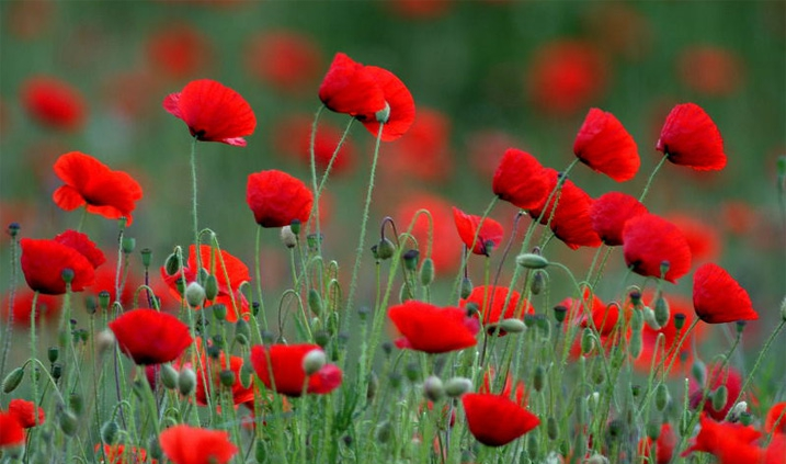 Amapola: Flores Brillantes Que Encantan los Sentidos