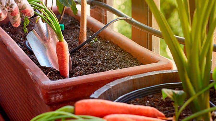Aprende cómo plantar zanahorias en maceta de forma fácil y efectiva.