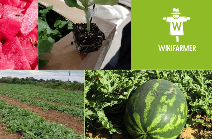 cómo plantar melones y sandías en tu jardín