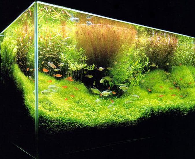▷ Cómo plantar una pecera y crear un ecosistema acuático en casa