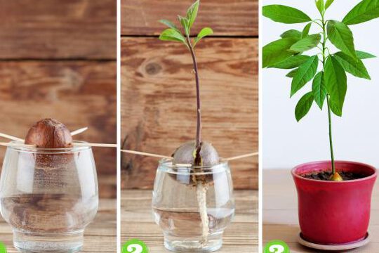 ▷ Cómo plantar una planta de aguacate en tu jardín: Guía paso a paso