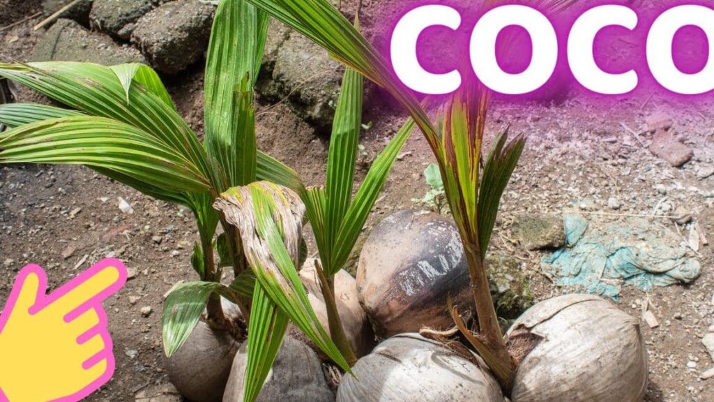 ▷ Cómo plantar una planta de coco y disfrutar de sus beneficios