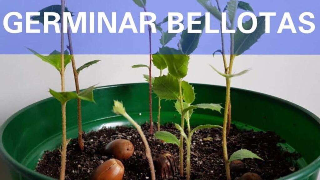 ▷ Cómo plantar una semilla de roble y crear un hermoso árbol en tu jardín