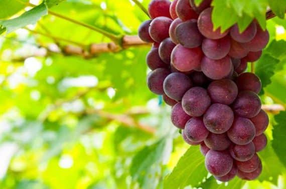 ▷ Cómo plantar una uva en tu jardín y disfrutar de su delicioso sabor