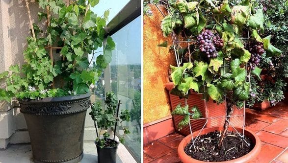 ▷ Cómo plantar uva verde en tu jardín: Guía paso a paso
