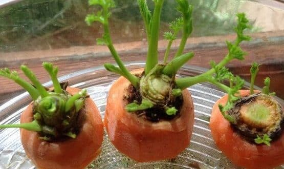 ▷ Cómo plantar zanahorias brotadas y disfrutar de su sabor fresco en casa