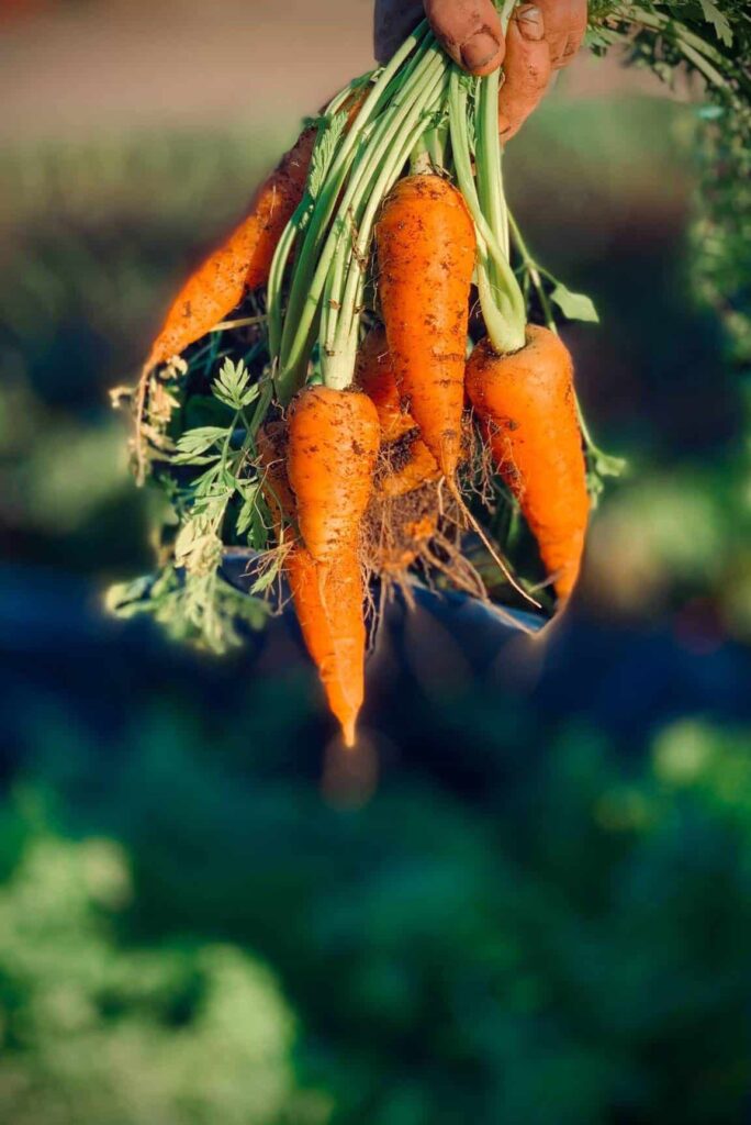▷ Cómo plantar zanahorias y tener un cultivo saludable y fresco en casa