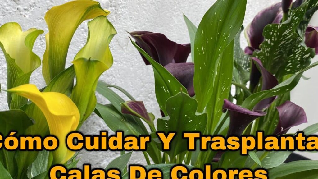 ▷ Consejos para plantar bulbos de calas de colores y tener un jardín vibrante