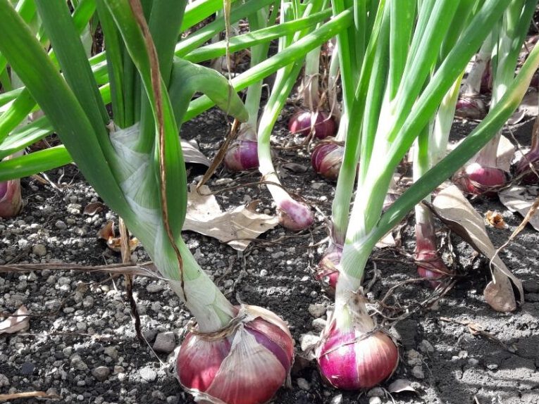 ▷ Consejos para plantar cebolla morada y disfrutar de su sabor único