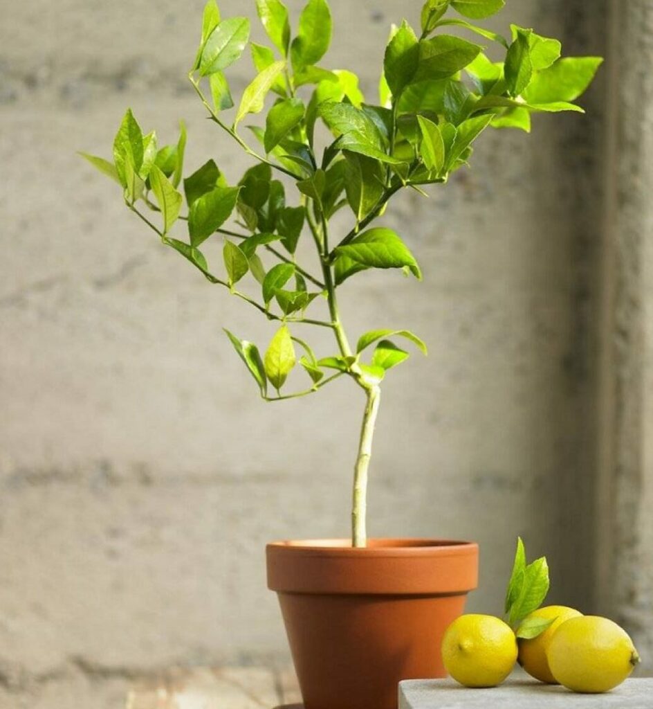 ▷ Consejos para plantar limonero de semilla y disfrutar de su delicioso fruto