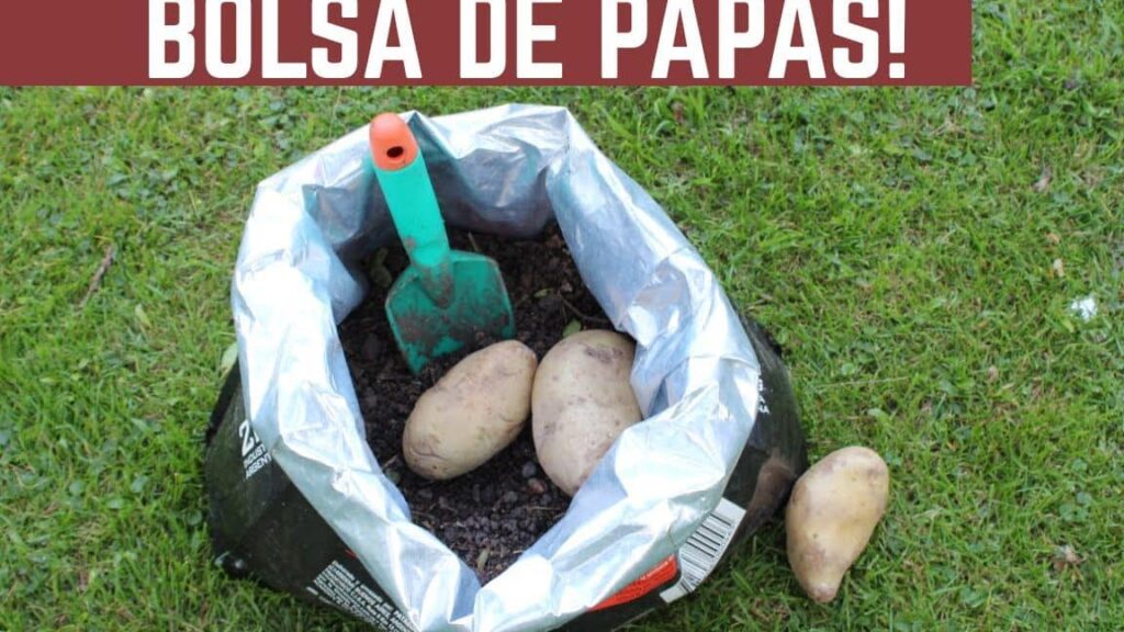 ▷ Consejos para plantar papas en bolsas y obtener una cosecha abundante