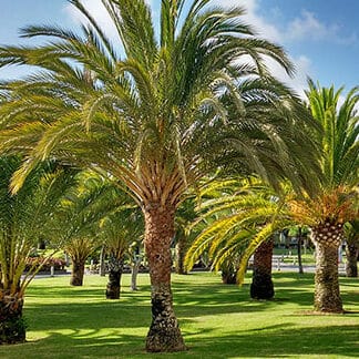 ▷ Consejos para plantar una palmera y darle un toque tropical a tu jardín