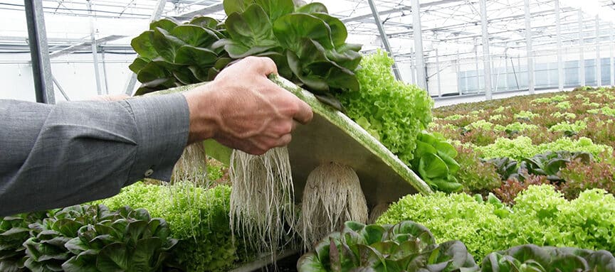 ▷ Crea tu propio huerto hidropónico con esta guía para plantar lechugas
