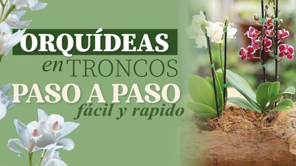 ▷ Crea un jardín de orquídeas en troncos siguiendo estos sencillos pasos