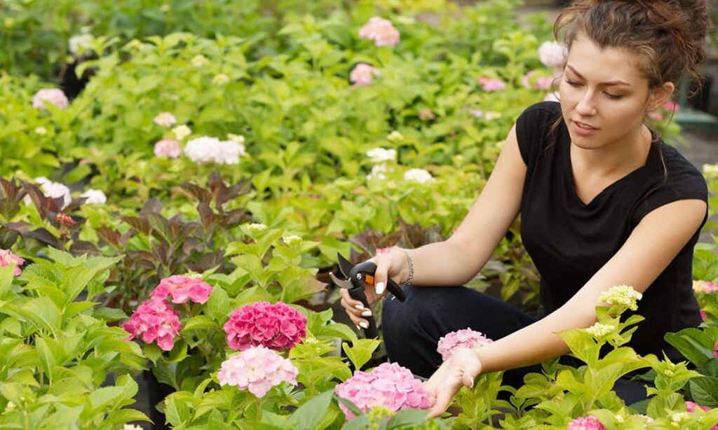 ▷ Descubre cómo plantar hortensias y crear un jardín espectacular