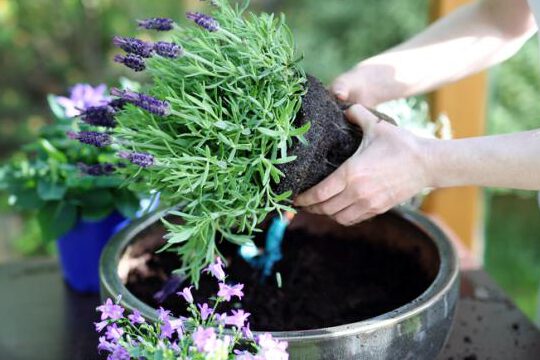 ▷ Descubre cómo plantar lavanda desde semillas y tener un jardín aromático