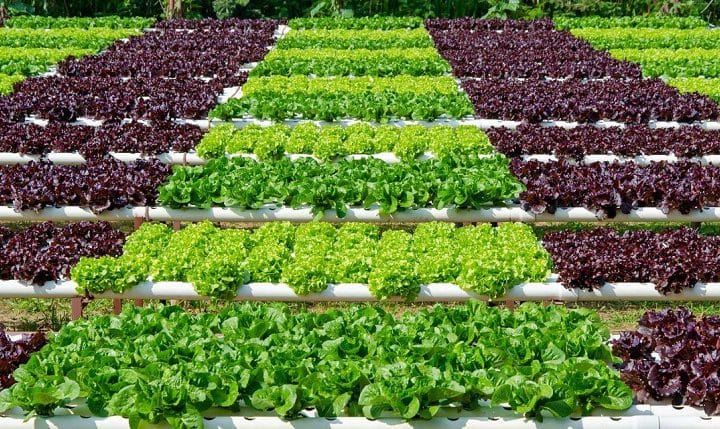 ▷ Descubre cómo plantar lechugas hidropónicas y tener ensaladas frescas todo el año