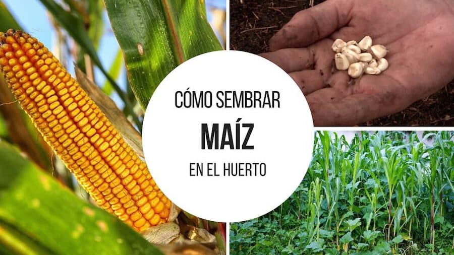 ▷ Descubre cómo plantar maíz y tener una cosecha abundante en tu huerto