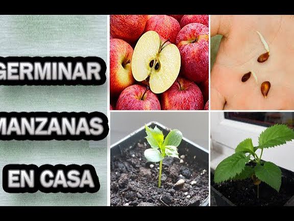 ▷ Descubre cómo plantar semillas de manzana y disfrutar de tus propias manzanas
