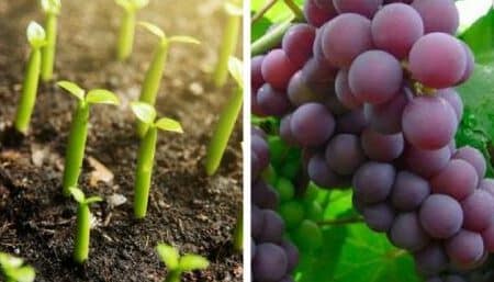 ▷ Descubre cómo plantar un árbol de uvas y crear tu propia viña en casa