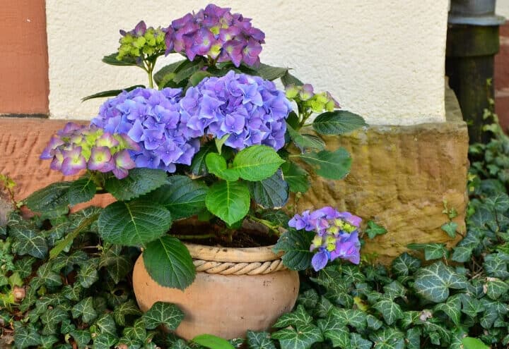 ▷ Guía completa para plantar hortensias en maceta y decorar tu hogar