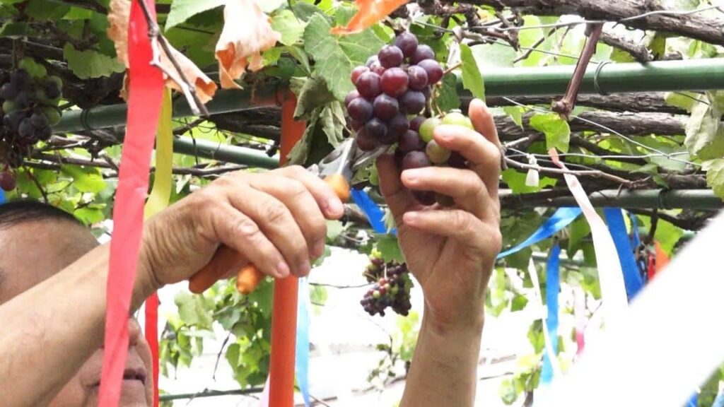 ▷ Guía para plantar uvas en tu casa y hacer tu propio vino