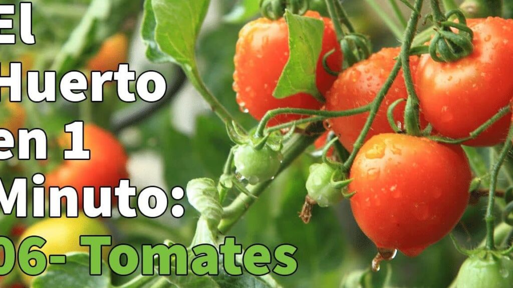 ▷ Guía paso a paso para plantar tomate cereja en tu huerto urbano