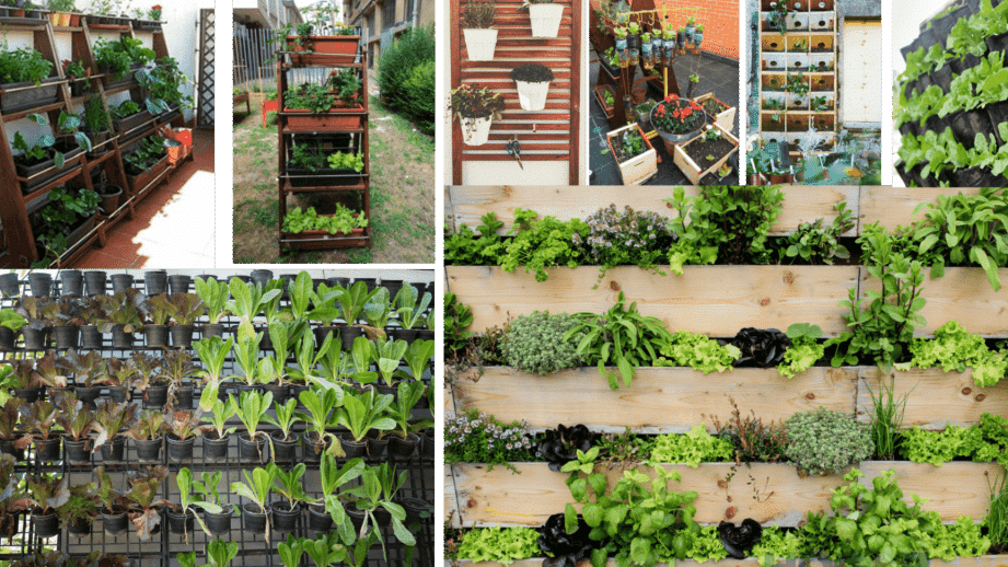 ▷ Guía práctica sobre cómo plantar en huacales para tener un jardín sostenible