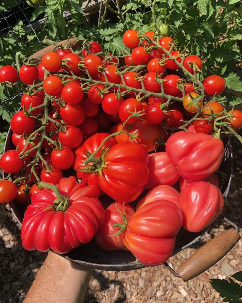 ▷ Todo lo que debes saber para plantar tomate y disfrutar de su sabor fresco