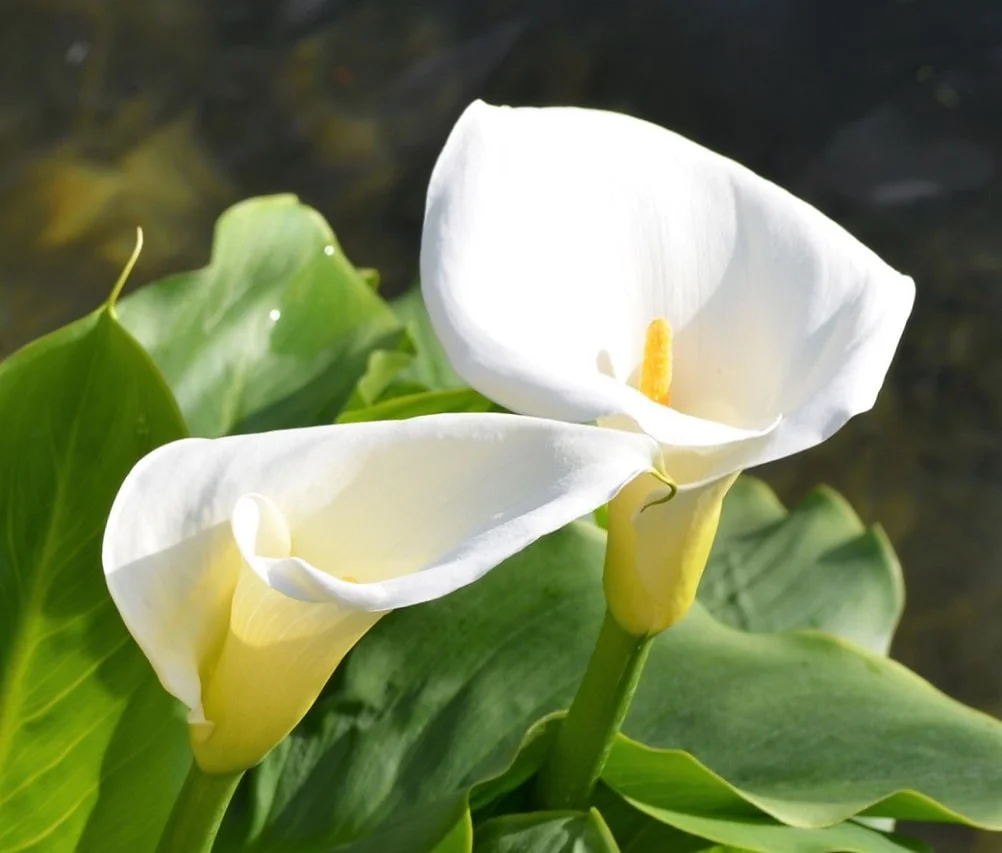 24 flores blancas preciosas: Nombres y significado