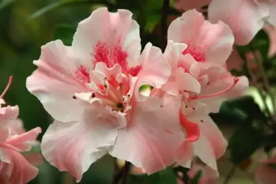 Azalea "la alucinógena"