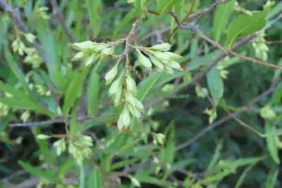 ¿Cómo cuidar un Viraro, Ruprechtia salicifolia?
