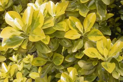 Cómo cuidar Euonymus japonicus 'Aurea', Euonymus japonicus 'Aurea'