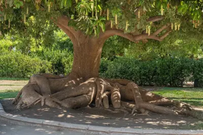 ¿Cómo cuidar Ombú, Phytolacca dioica?