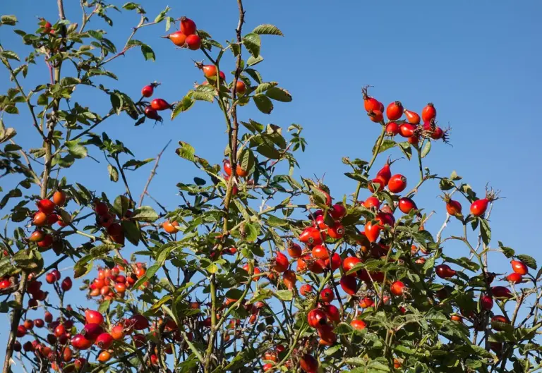 Cómo plantar semillas de rosas paso a paso