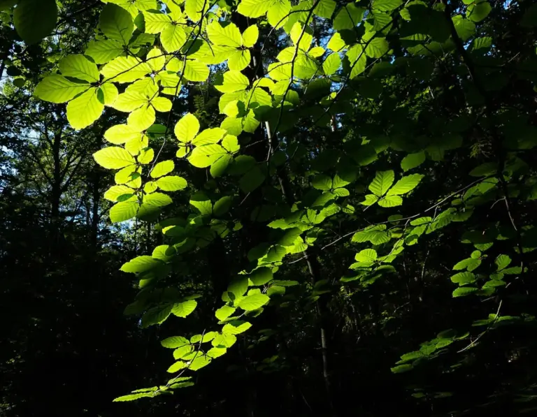 ¿Por qué las hojas de las plantas son verdes?