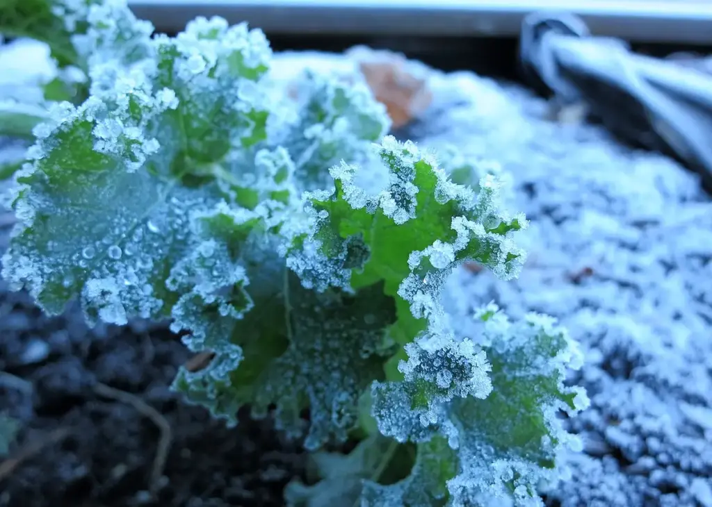 Huerto en invierno: qué plantar y cómo cuidarlo