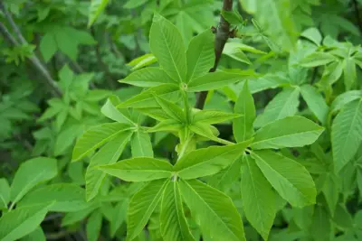 Cómo cuidar el falso castaño de California (Aesculus californica)